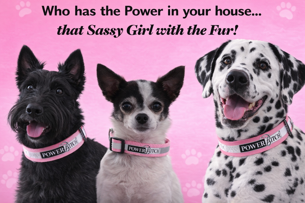 Reflective Power Bitch Dog Collars